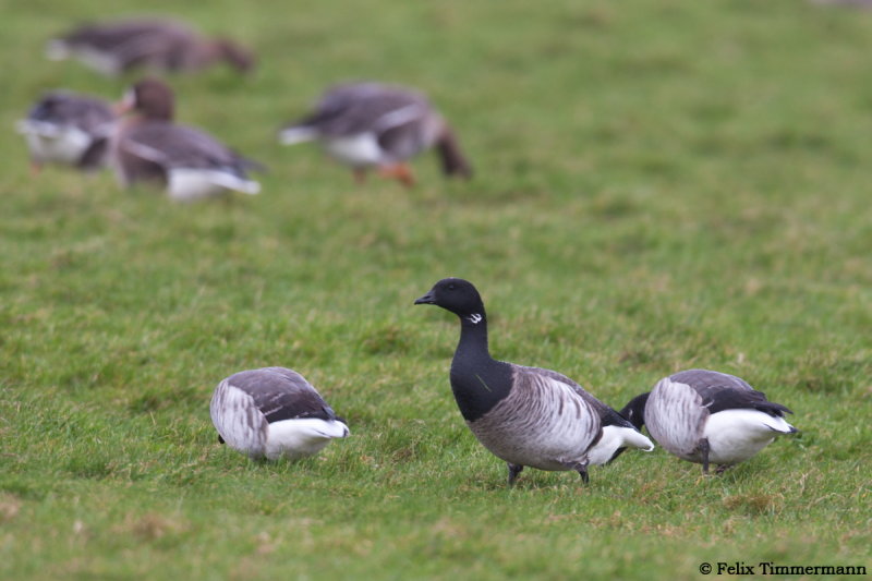 Further west, up to 26 wintering lesser-white fronted Geese where reported from Camperduin..