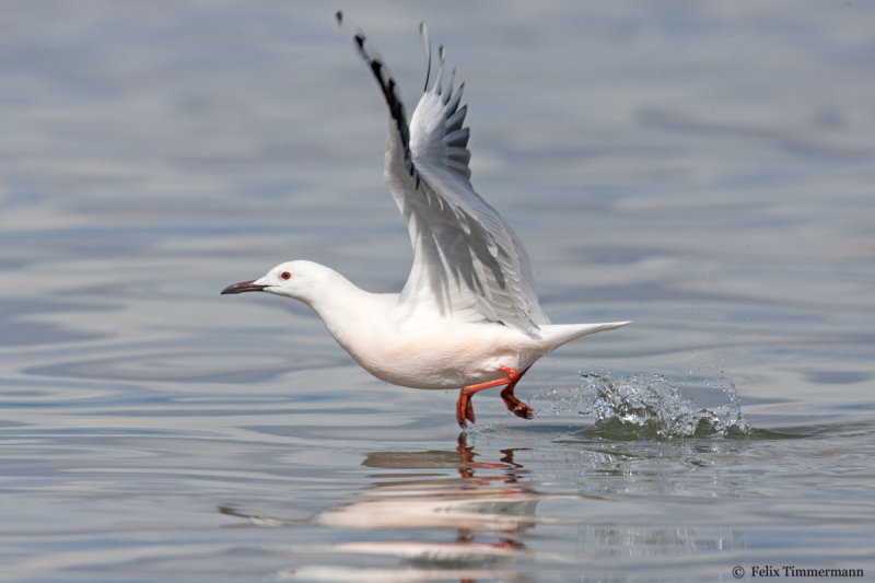 Slender-billed Gull