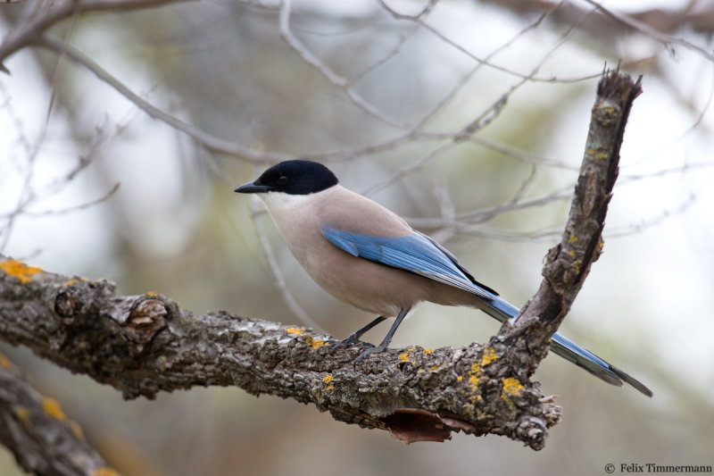 Azure-winged Magpie