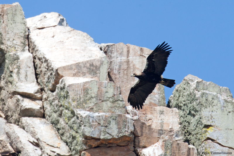 Spanish Imperial Eagle