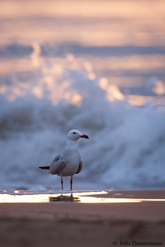 Audouin's Gull