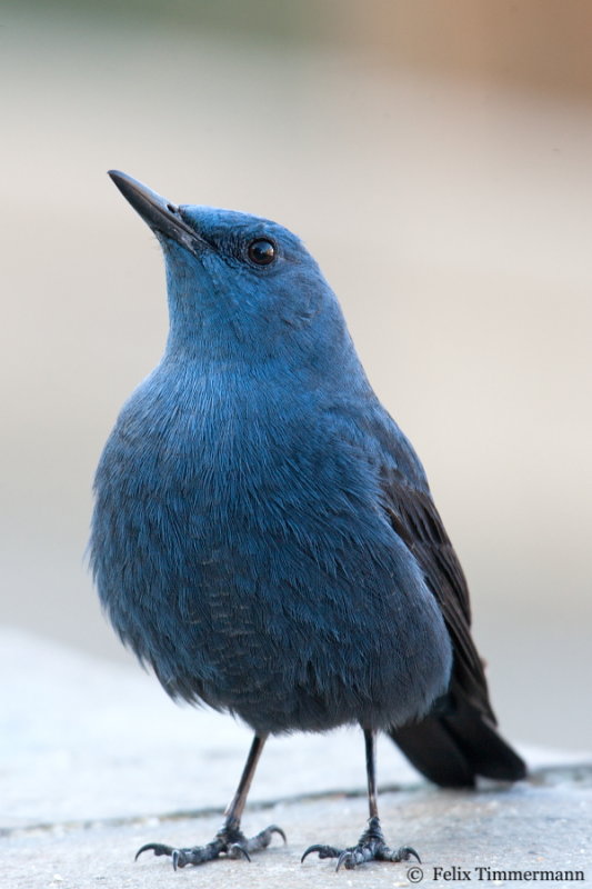 Blue Rock Thrush