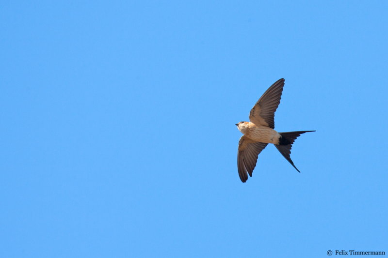 Red-rumped Swallow