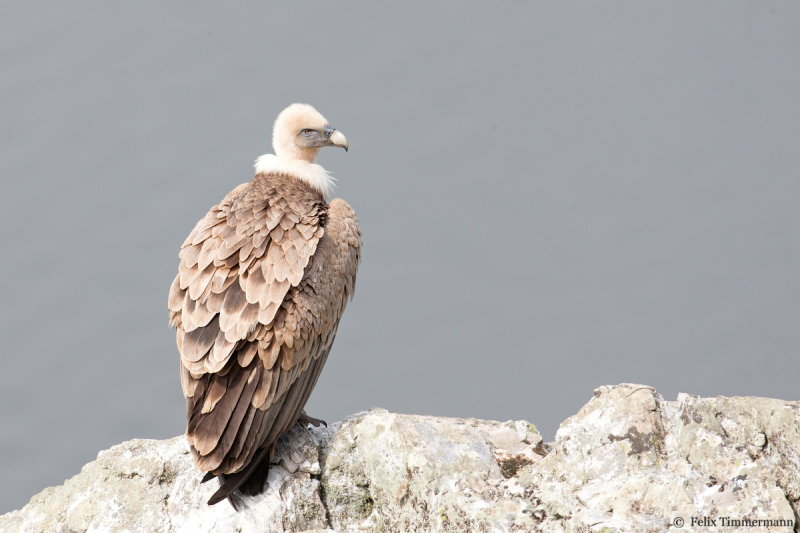 Griffon Vulture