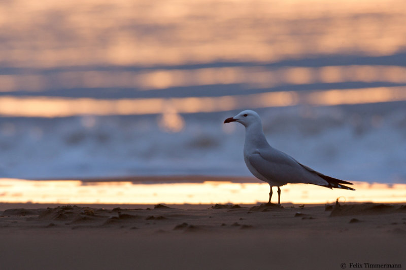 Audouin's Gull