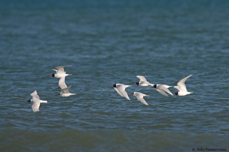 Migrating Mediterranean Gulls.