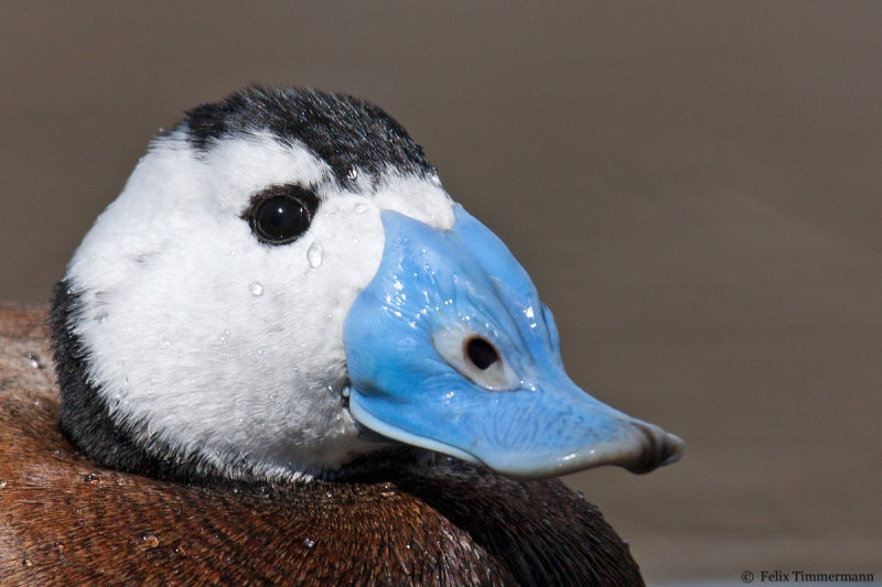 White-headed Duck