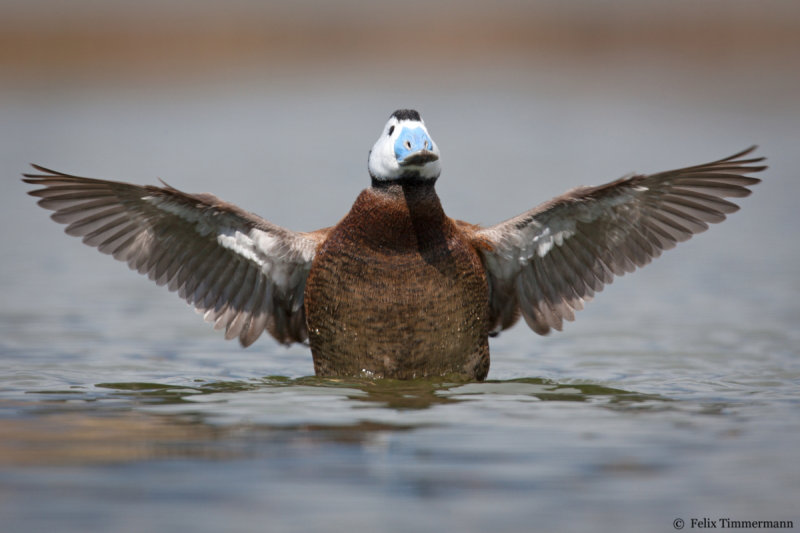 White-headed Duck