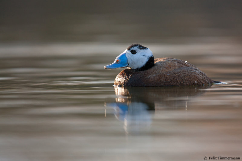 White-headed Duck