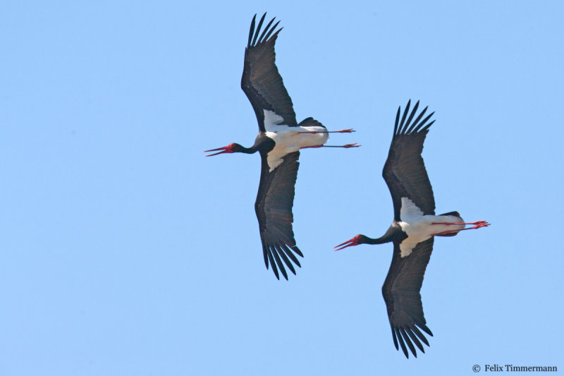 Black Stork