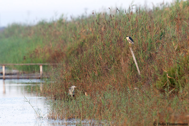 Night Heron