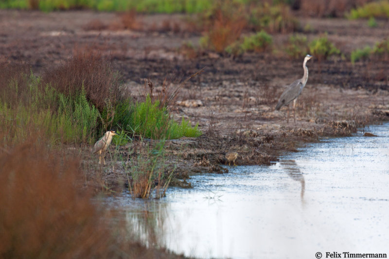 Squacco Heron