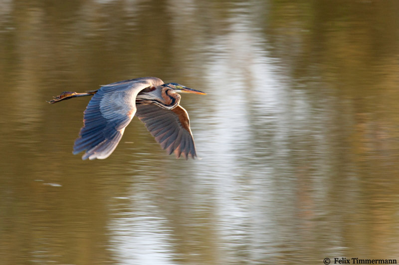 Purple Heron