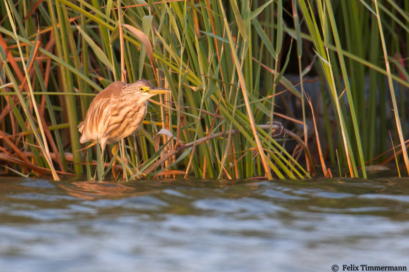 Squacco Heron