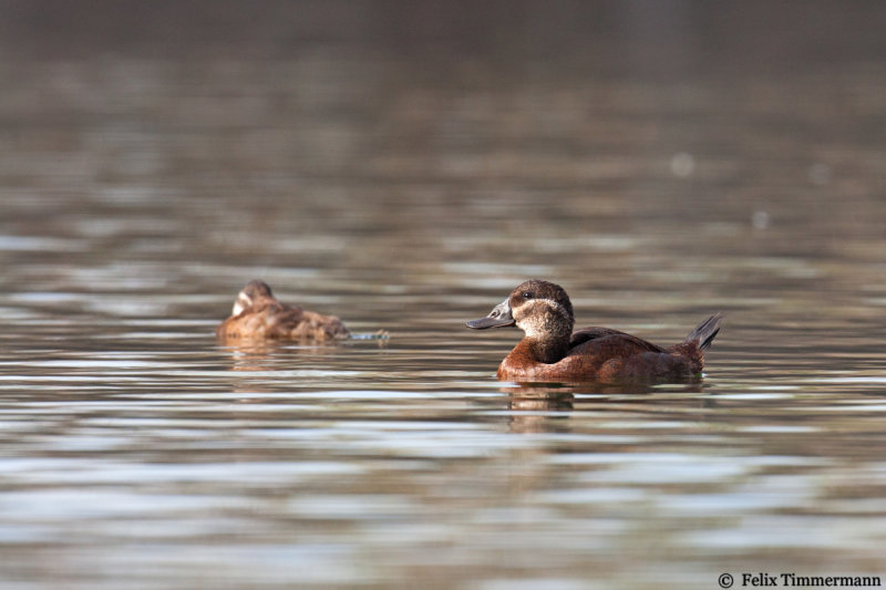 White-headed Duck