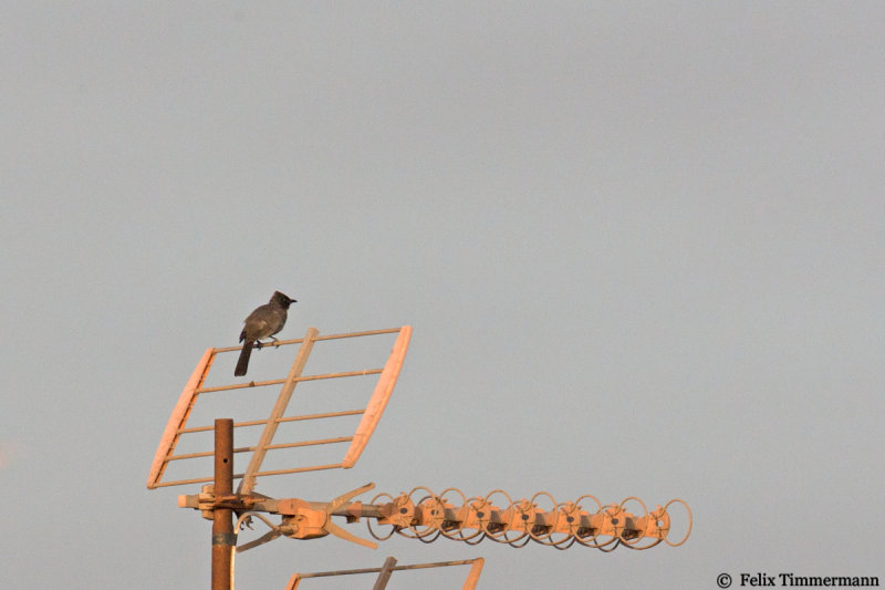 Common Bulbul