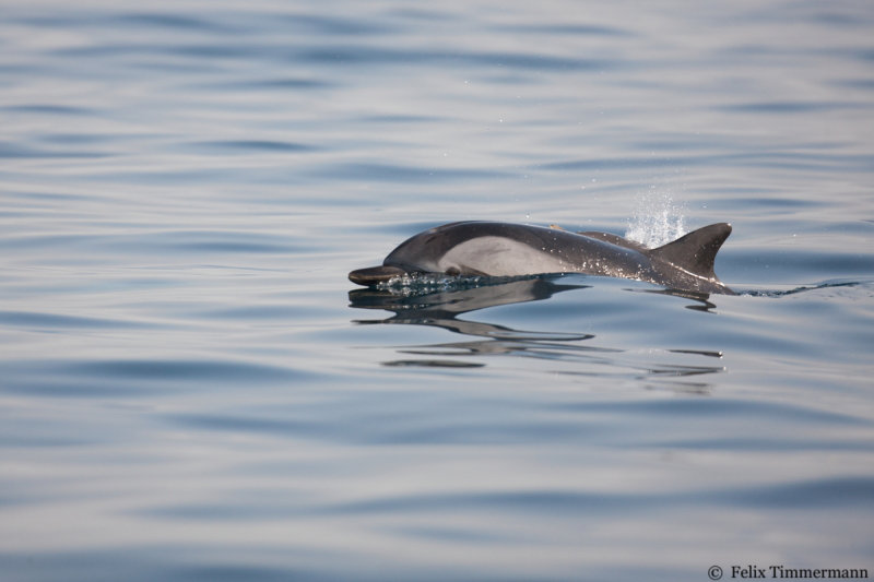 Striped Dolphin