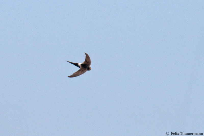 White-rumped Swift