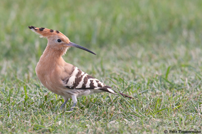 Hoopoe