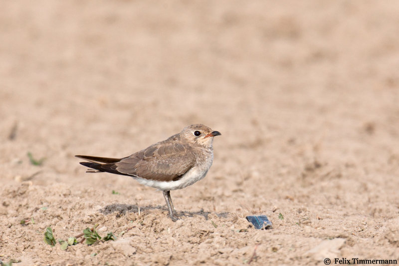 Collared Pratincole