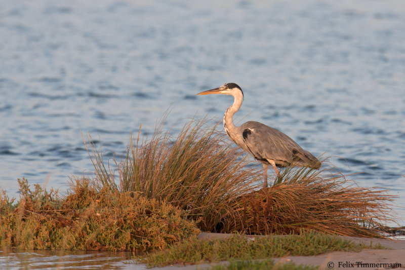 Grey Heron