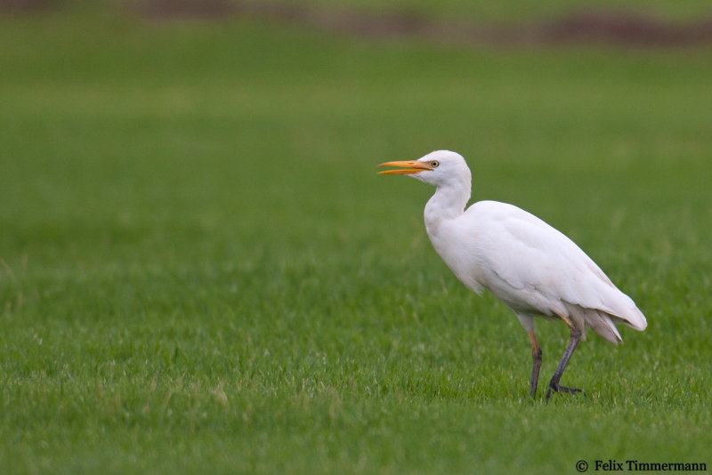 Cattle Egret