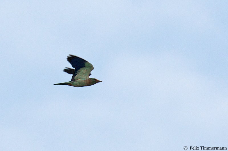 European Roller