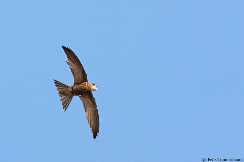 Pallid Swift