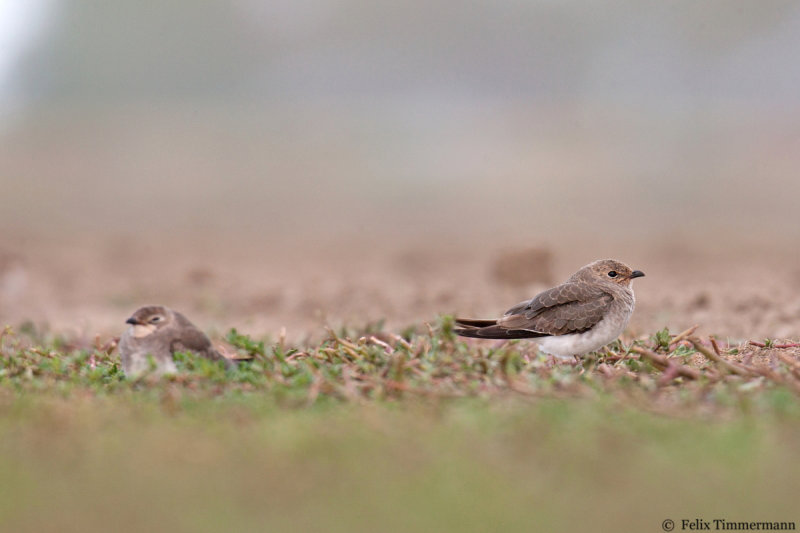 Collared Pratincole