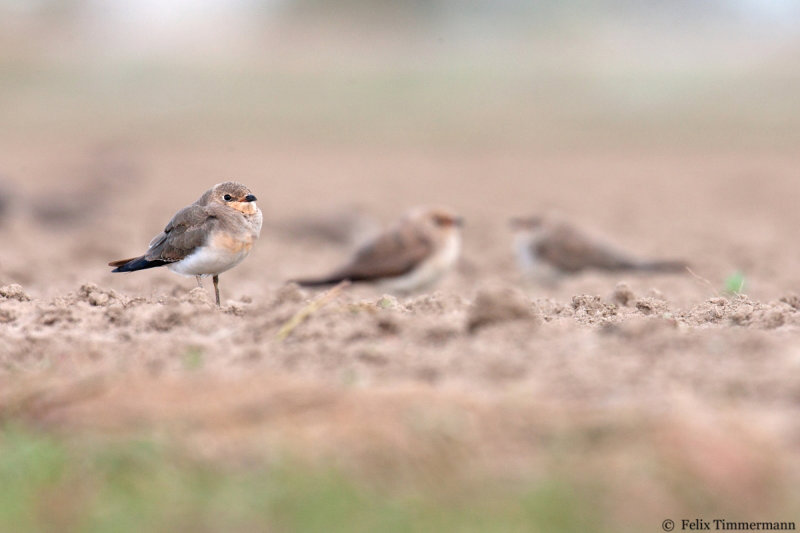 Collared Pratincole