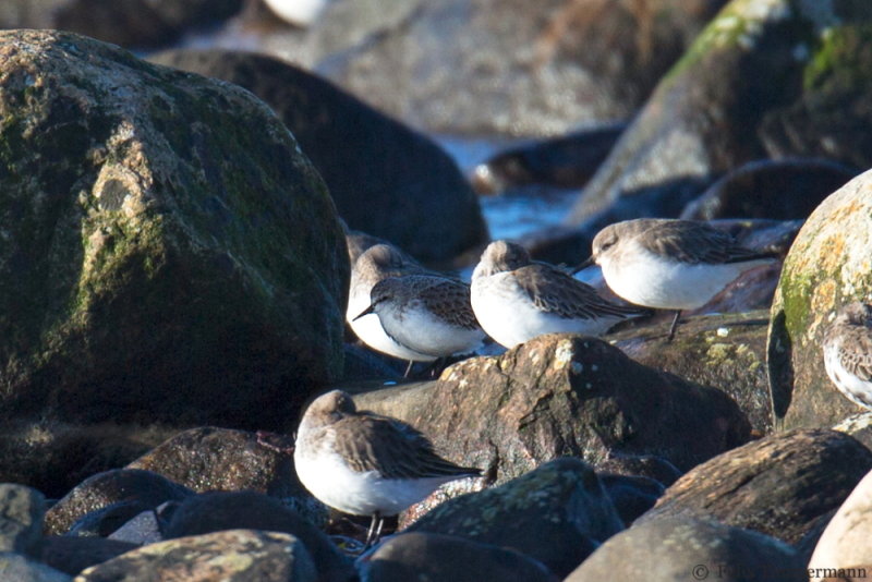Red-necked Stint