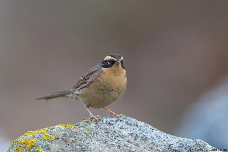 Siberian Accentor