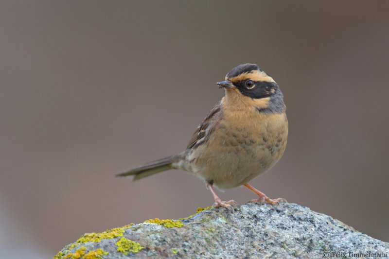 Siberian Accentor