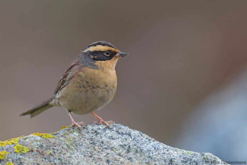 Siberian Accentor
