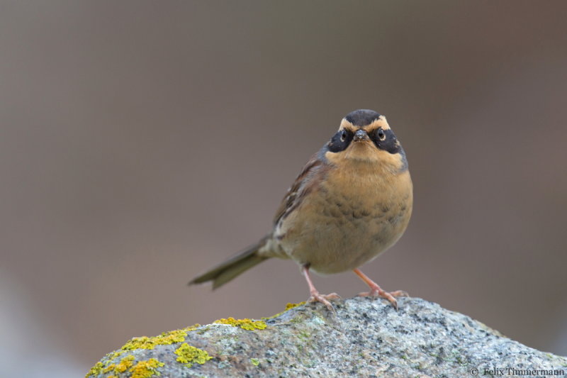 Siberian Accentor