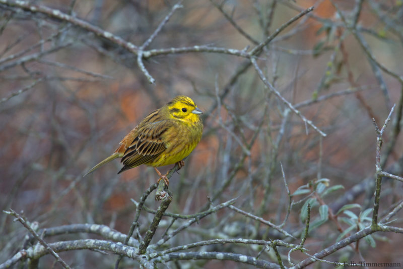 Yellowhammer