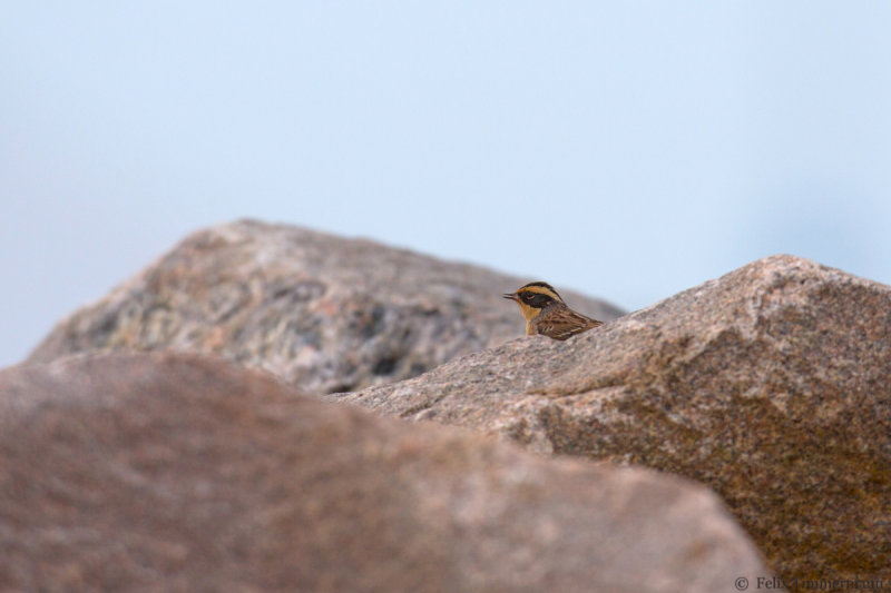 Siberian Accentor