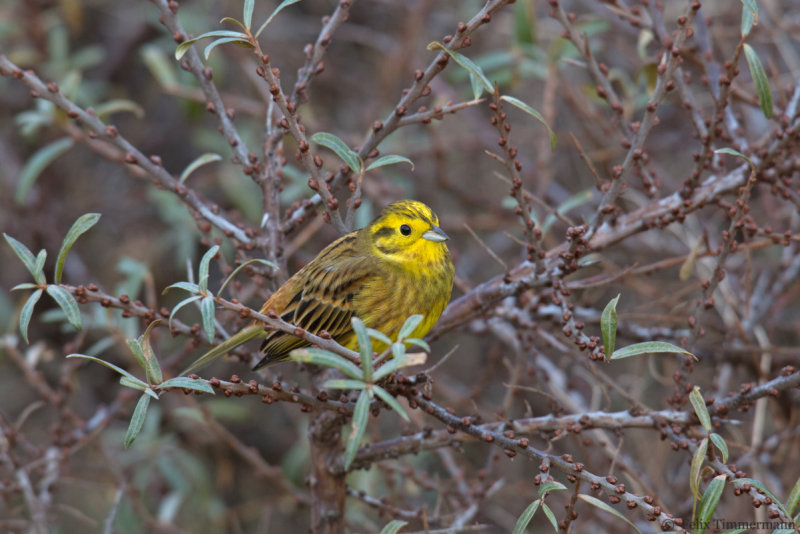 Yellowhammer
