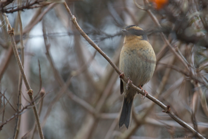 Siberian Accentor