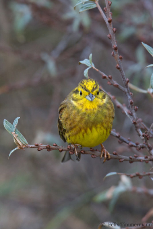 Yellowhammer