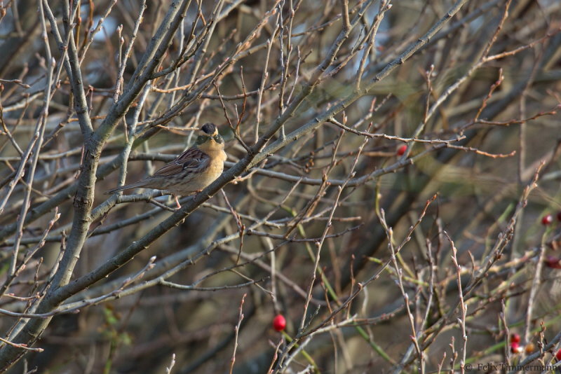 Siberian Accentor