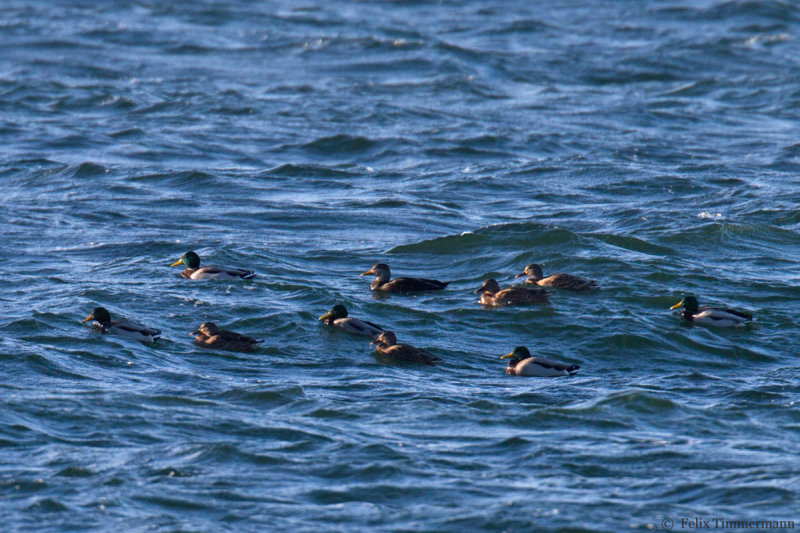 American Black Duck