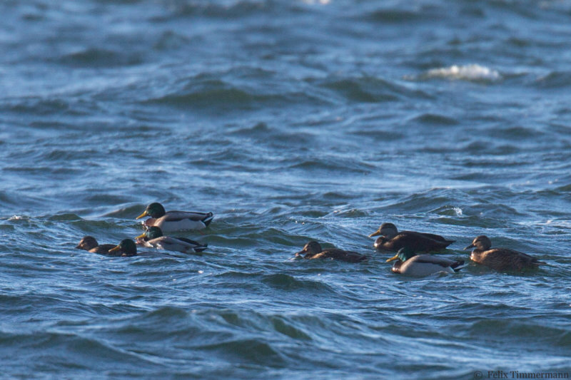 American Black Duck