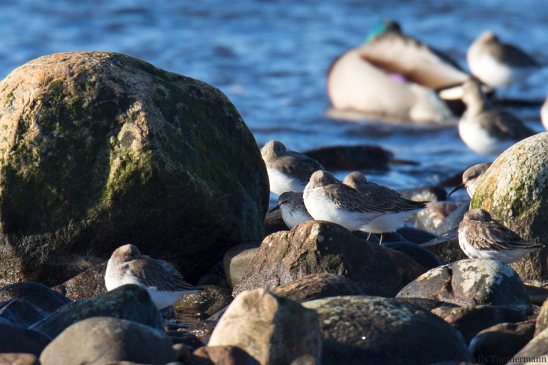 Red-necked Stint