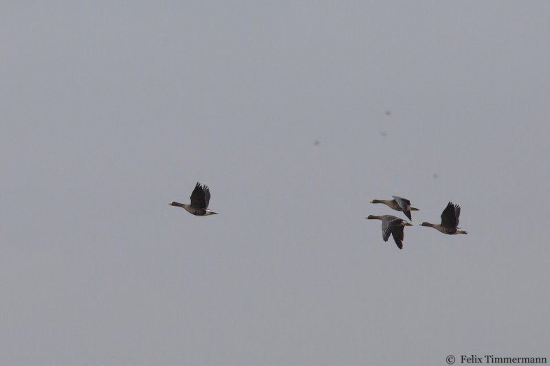 Lesser White-fronted Geese