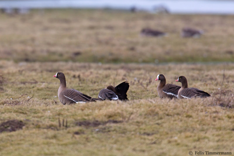 Lesser White-fronted Geese