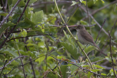 Blyths Reed Warbler