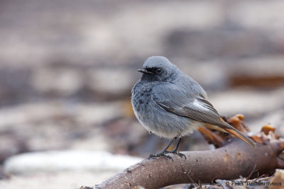 Black Redstart