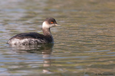 Black-necked Grebe