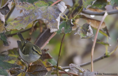 Pallas Leaf Warbler